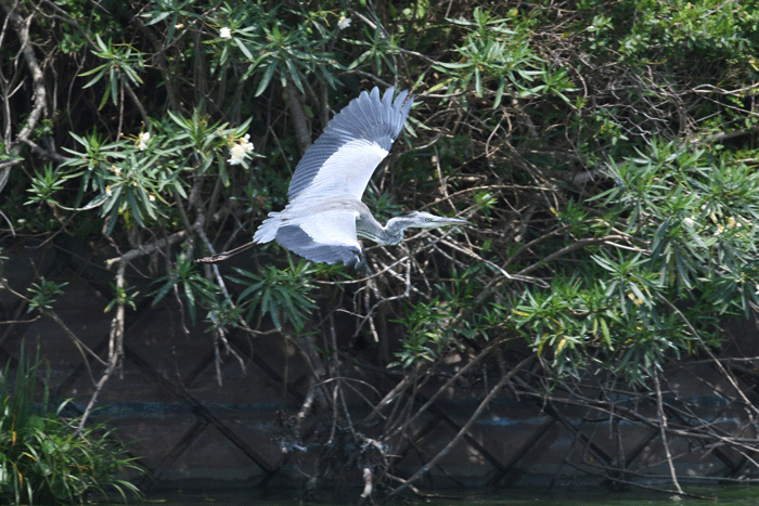 溜池幼児園　＜蒼鷺・五位鷺＞_e0248688_17325210.gif