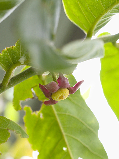 スイギュウノチチ (Uvaria rufa)の花