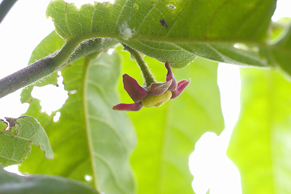 スイギュウノチチ (Uvaria rufa)の花
