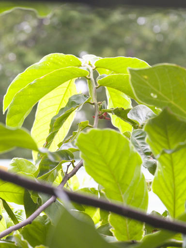 スイギュウノチチ (Uvaria rufa)の花