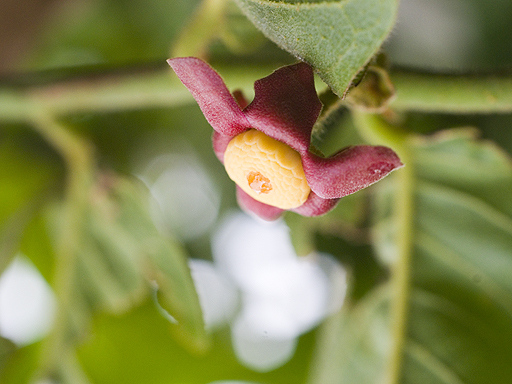 スイギュウノチチ (Uvaria rufa)の花