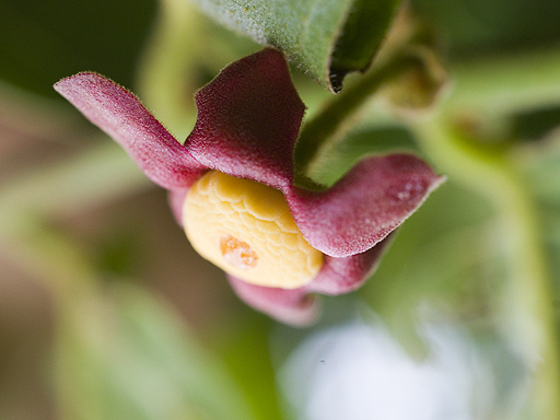 スイギュウノチチ (Uvaria rufa)の花