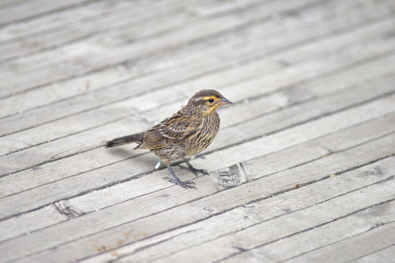 Red-winged Blackbird (immature female)_d0360395_23594925.jpg