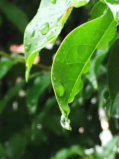 c0039501_09240279.jpg