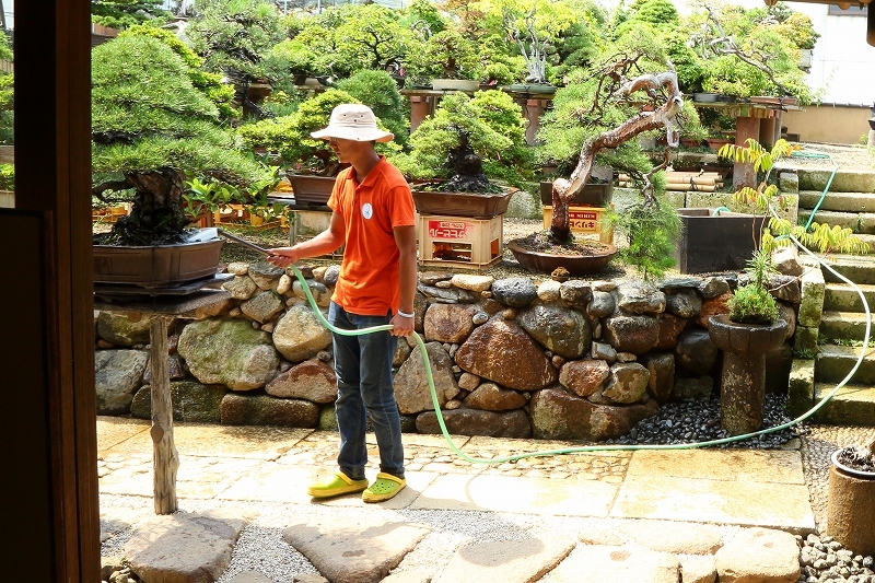 飯炊き３年 握り８年 と同様に 盆栽は 水やり３年 と言われます その涼しい写真をご覧下さい 旅プラスの日記