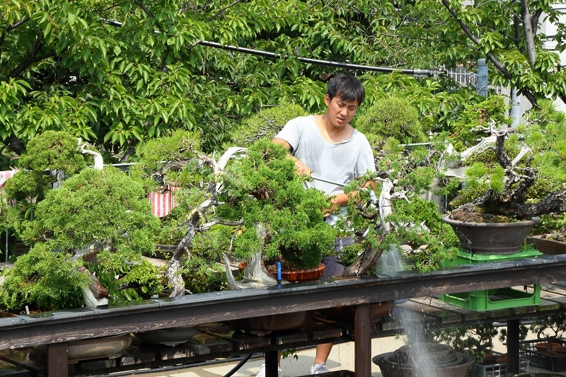 飯炊き３年 握り８年 と同様に 盆栽は 水やり３年 と言われます その涼しい写真をご覧下さい 旅プラスの日記