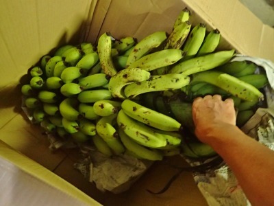 沖縄から島バナナが届きました!_c0336902_16263122.jpg