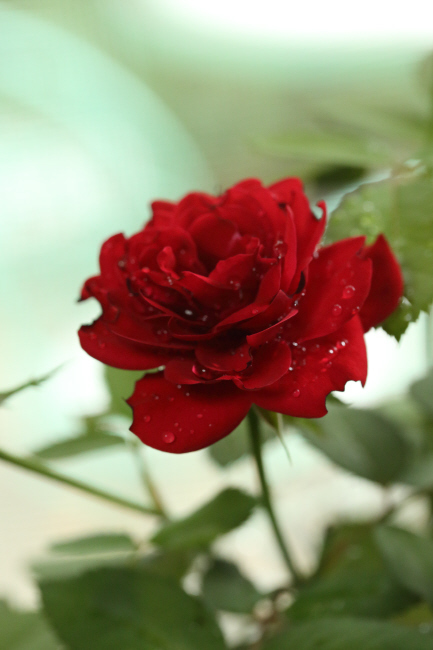 深紅の薔薇ラバグルート 風の彩り 2
