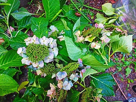 c0351306_09071443.jpg