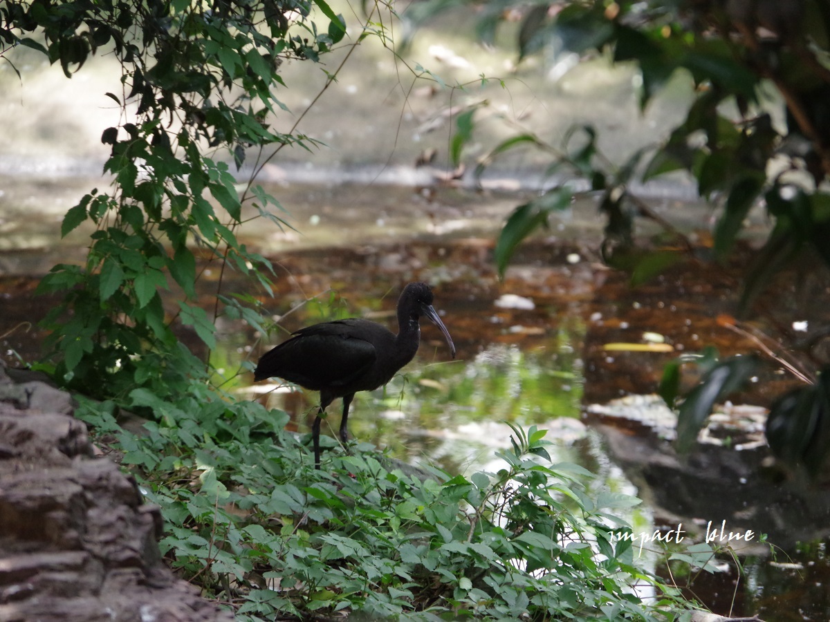 キャンベルタウン野鳥の森に行ってみた 続 インパクトブルー キャンベルタウン野鳥の森に行ってみた 続 インパクトブルー