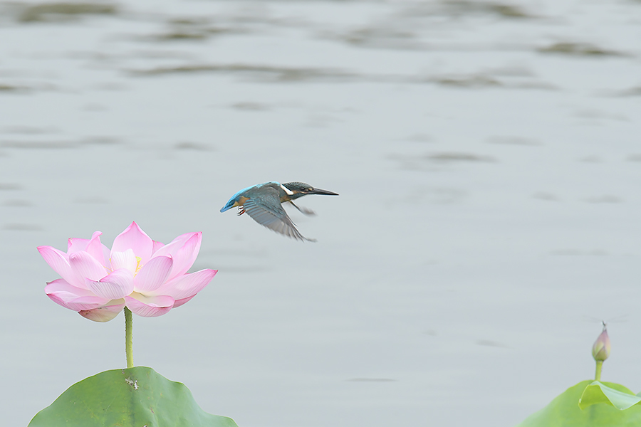 180727 蓮池にて・その2_c0278820_15252047.jpg