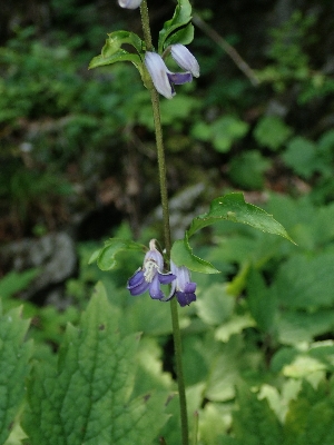 f0193521_84443.jpg