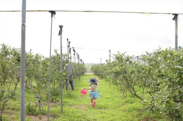 Blueberry Farm_e0366922_17080861.jpg