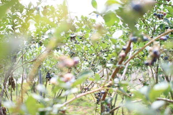 Blueberry Farm_e0366922_17104377.jpg