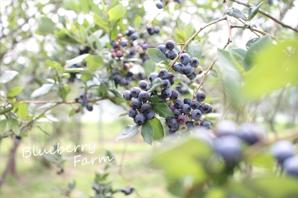 Blueberry Farm_e0366922_17261037.jpg