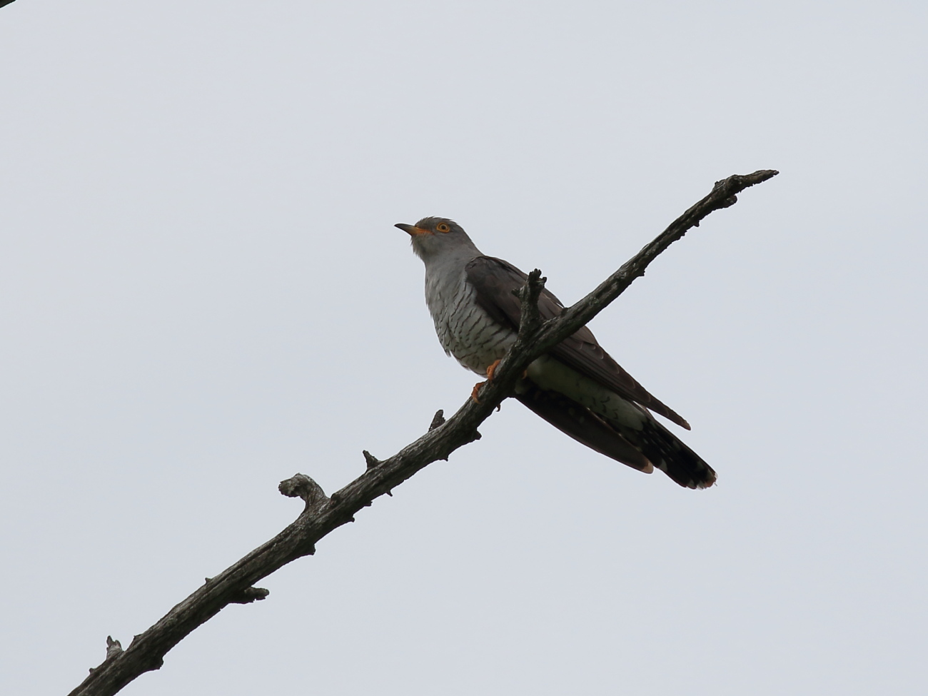 日光の野鳥20180708_c0304040_20352062.jpg