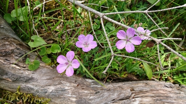 b0148050_11063387.jpg