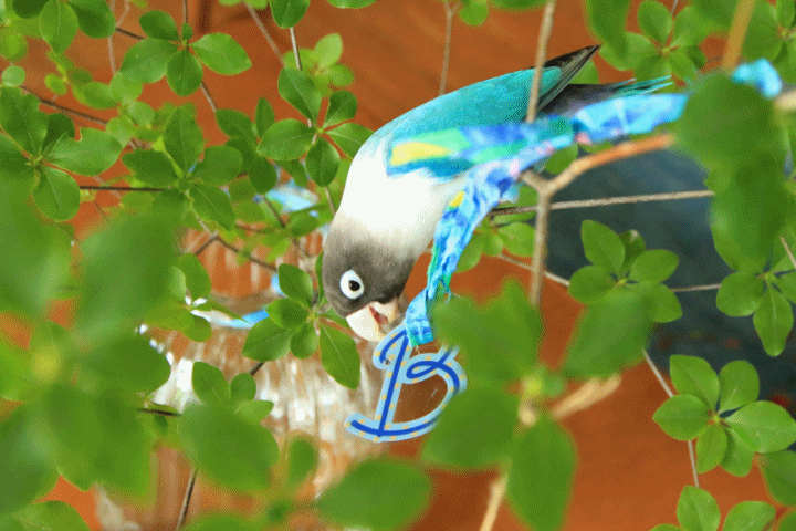 c0145250_09155920.gif