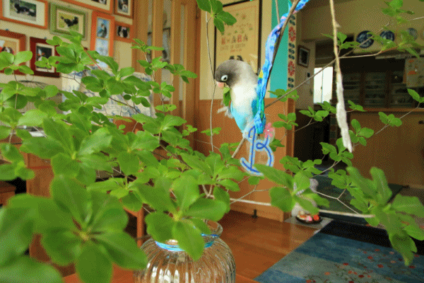 c0145250_09161699.gif