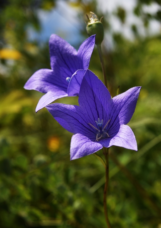 キキョウ 源爺の写真館