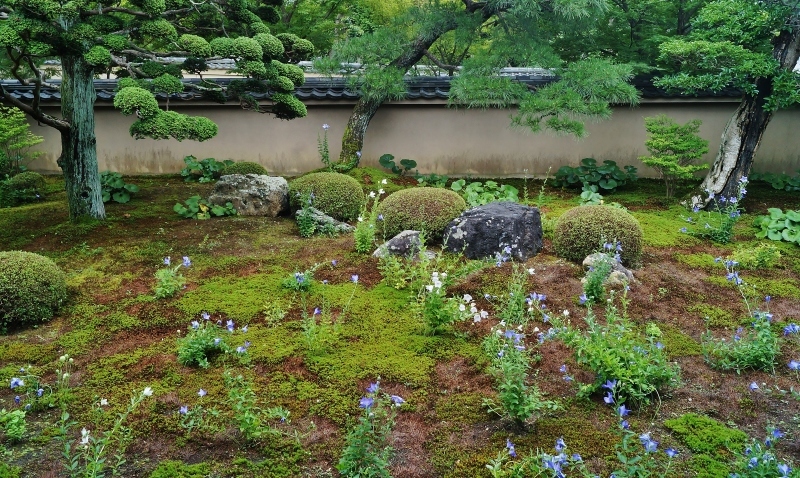 東福寺塔頭・天徳院の桔梗_b0063958_17434024.jpg