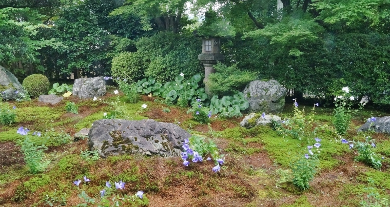 東福寺塔頭・天徳院の桔梗_b0063958_17450640.jpg