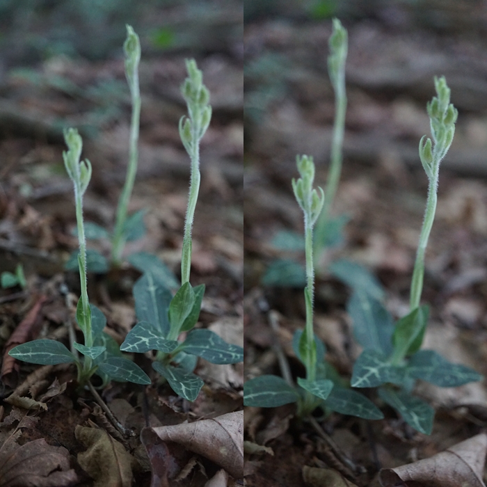 皆既月食と宝満山登山。_f0016066_1593962.jpg