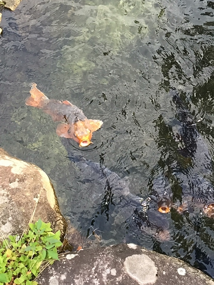 f0350468_10083071.jpeg