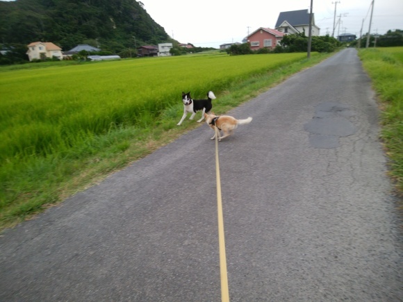 ほら また居た　&#128062;　フリー&#128054;発犬&#128110;_f0376072_00472763.jpg