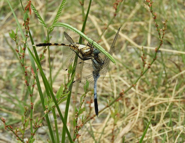 f0378979_21074009.jpg