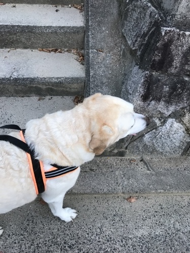 f0315081_17521140.jpeg
