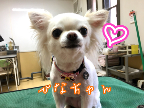 トリミングブログ_f0357682_12181138.jpg