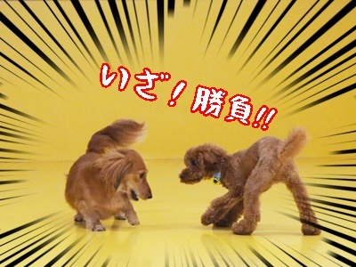 (*´ω`)仲良しさん(´ω`*)_f0357682_17432181.jpg
