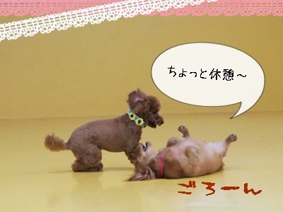 (*´ω`)仲良しさん(´ω`*)_f0357682_17444454.jpg