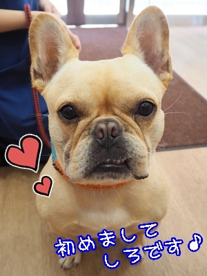 (*´ω`)仲良しさん(´ω`*)_f0357682_17515048.jpg