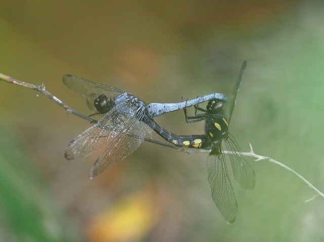 d0156387_16255855.jpg