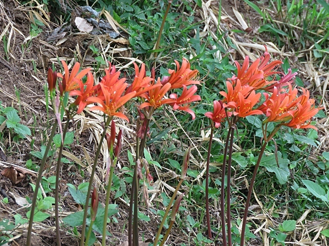 花を探してウロウロ。_f0357487_23232951.jpg