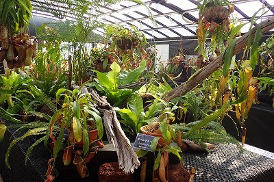 イチオシ ニュートンのリンゴの木 手柄山温室植物園ブログ 山の上から花だより