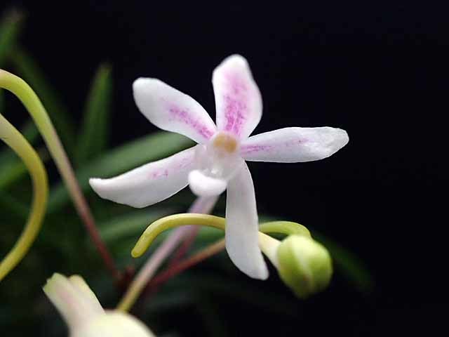 美咲（みさき） : 富貴蘭チャンネル