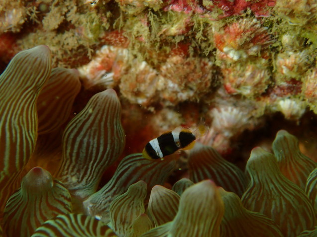 e0115199_14204098.jpg