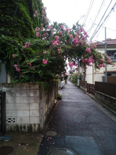 台風のあと_a0057402_09364847.jpg