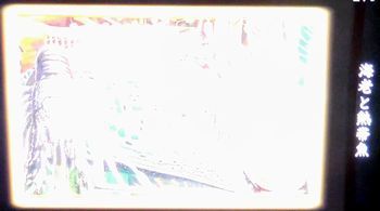 田中一村　＠日曜美術館_b0044404_19402511.jpg