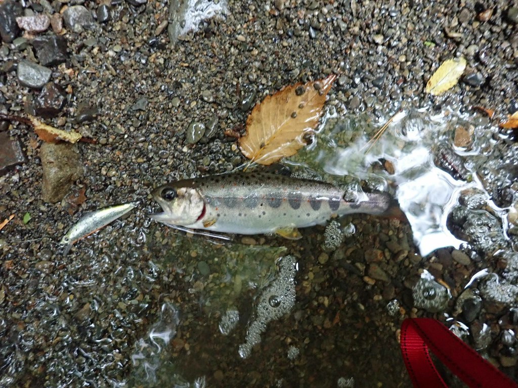 嵐の後 雨の渓 第3の釣り 嵐の後 雨の渓 第3の釣り