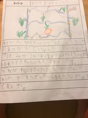 夏休みの宿題 朝顔の観察 小春日和 夏休みの宿題 朝顔の観察 小春日和