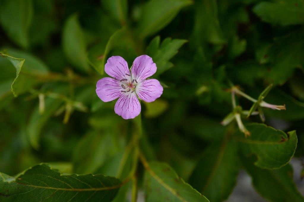 f0365212_15533571.jpg