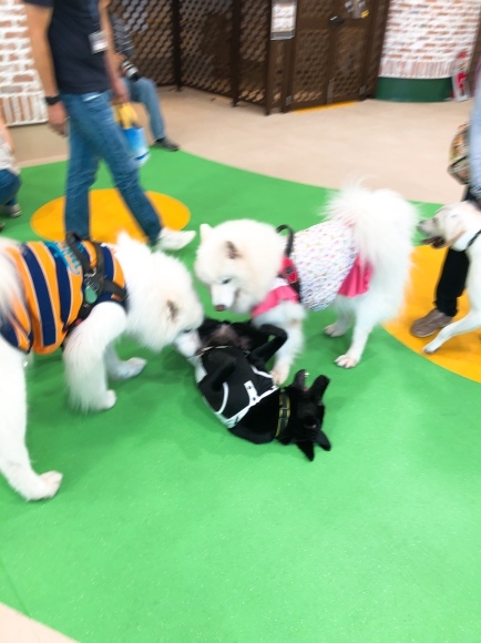 a0323521_15410445.jpeg