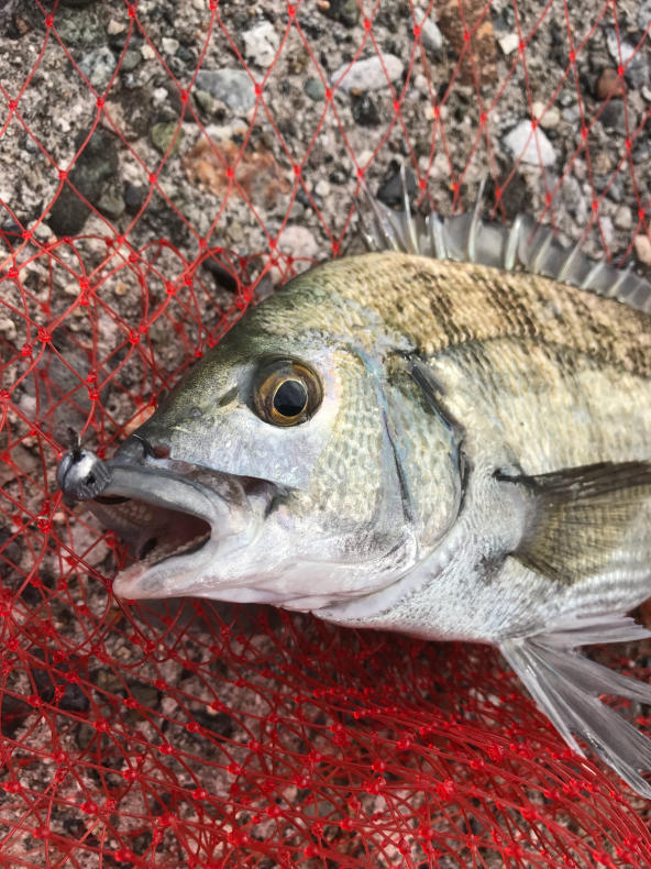 黒鯛前打ち釣り 7 29 よねの釣りブログ
