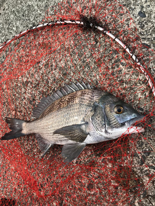 黒鯛前打ち釣り 7 29 よねの釣りブログ