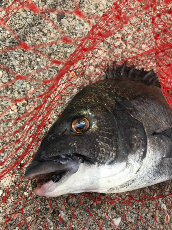 黒鯛前打ち釣り 7 29 よねの釣りブログ
