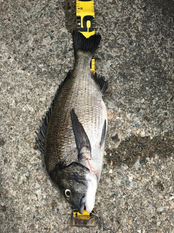 黒鯛前打ち釣り 7 29 よねの釣りブログ